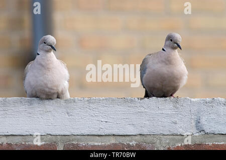 Colomba a collare (Streptopelia decaocto), seduti su una parete, Paesi Bassi Foto Stock