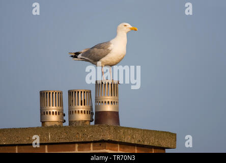 Lesser black-backed gull (Larus fuscus), appollaiato su un tetto in Katwijk, Paesi Bassi Katwijk Foto Stock