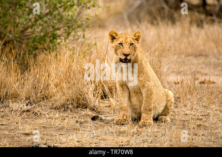 Lion (Panthera leo), giovane leone seduto nella savana, Sud Africa, Krueger National Park Foto Stock