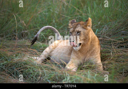 Lion (Panthera leo), leonessa giacente su erba, Kenia Masai Mara National Park Foto Stock