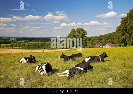 Le mucche di appoggio su un pascolo in Elfringhauser Schweiz, in Germania, in Renania settentrionale-Vestfalia, la zona della Ruhr, Hattingen Foto Stock