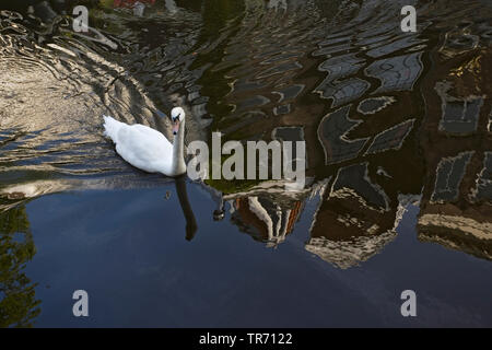 Cigno (Cygnus olor), coppia nuoto nei canali di Amsterdam, Paesi Bassi, Amsterdam Foto Stock
