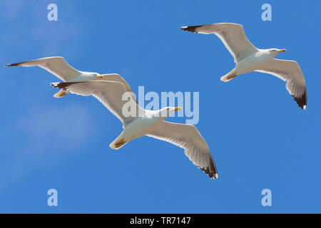 Giallo-zampe (gabbiano Larus michahellis, Larus cachinnans michahellis), di colore giallo-tre zampe gabbiani in volo, Spagna, Katalonia, Costa Daurada Foto Stock