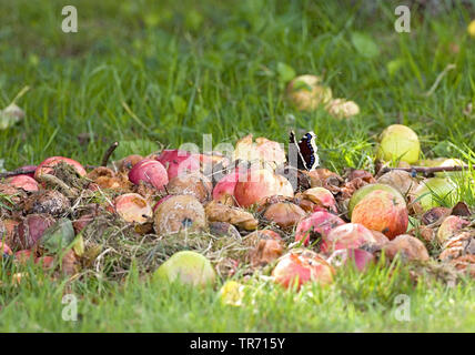 Camberwell bellezza (Nymphalis antiopa), aspirando a falling appels, Regno Unito, Inghilterra, Norfolk Foto Stock