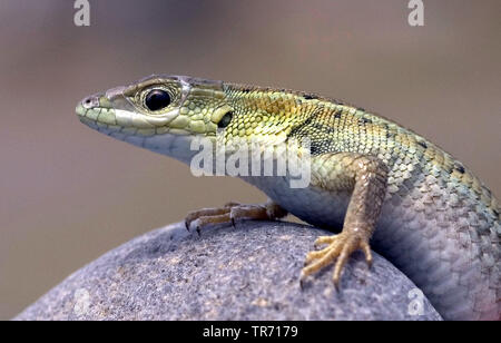 Serpente europeo-eyed Lizard (Ophisops elegans), Grecia, Lesbo Foto Stock