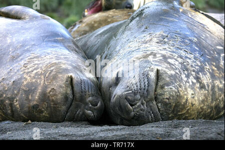 Elefante marino del sud (Mirounga leonina), posa sulla spiaggia in Georgia del Sud, Suedgeorgien Foto Stock