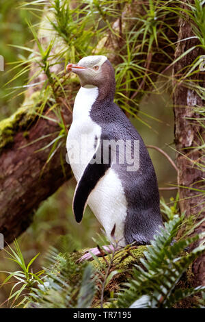 Giallo-eyed penguin (Megadyptes antipodes), seduto su un albero, Nuova Zelanda, isole di Auckland, Enderby Island Foto Stock