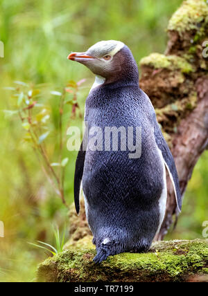 Giallo-eyed penguin (Megadyptes antipodes), seduto su un albero, Nuova Zelanda, isole di Auckland, Enderby Island Foto Stock