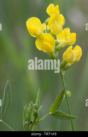 Prato peavine, Meadow vetchling, giallo vetchling (Lathyrus pratensis), infiorescenza, in Germania, in Baviera Foto Stock