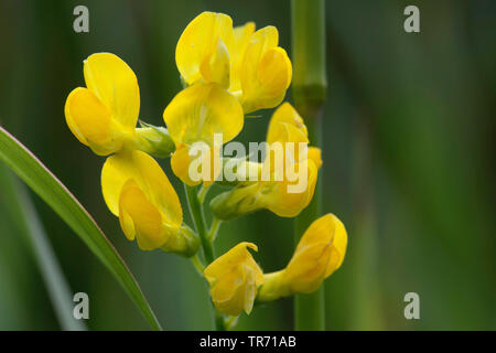 Prato peavine, Meadow vetchling, giallo vetchling (Lathyrus pratensis), infiorescenza, in Germania, in Baviera Foto Stock