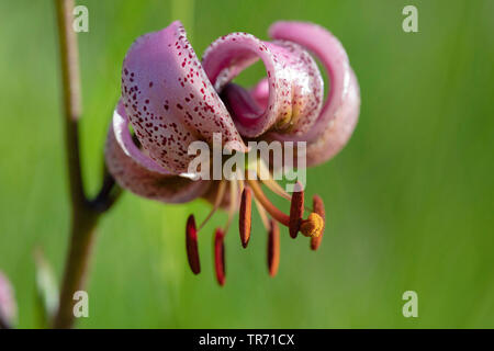 Martagon giglio, viola turk cappuccio del giglio (Lilium martagon), fiore, Austria Foto Stock