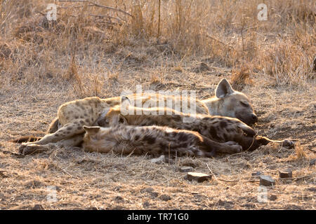 Spotted hyena (Crocuta crocuta), allattamento, Sud Africa, Krueger National Park Foto Stock