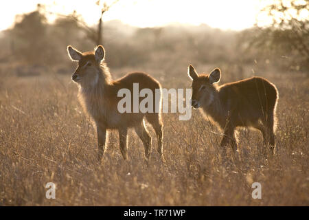 Waterbuck (Kobus ellipsiprymnus), Sud Africa, Krueger National Park Foto Stock