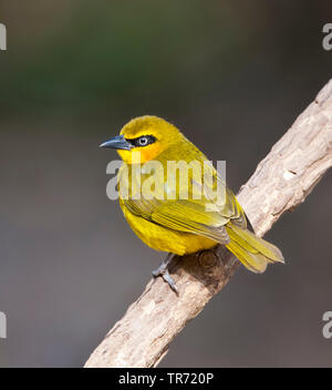 Tessitore dagli occhiali (Ploceus nigricollis brachypterus), femmina, Gambia Foto Stock