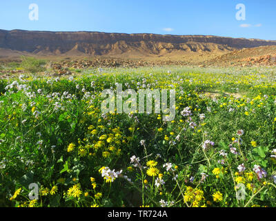 Deserto di Negev in Bloom, Mitzpe Ramon cratere, Israele, Negev, Ramon Riserva Naturale, Mitzpe Ramon Foto Stock