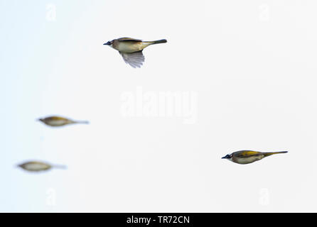 Bulbul cinese (Pycnonotus sinensis), volare group, Cina Hebei, isola felice Foto Stock