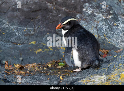 Victoria (penguin Eudyptes pachyrhynchus), in piedi su una spiaggia rocciosa in Milford Sound, Nuova Zelanda, Isola Meridionale, Milford Sound Foto Stock