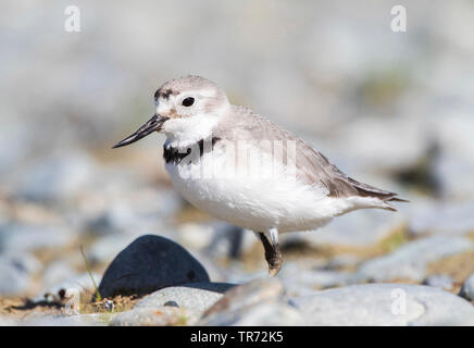 Wry-bill, wrybill (Anarhynchus frontalis), in piedi in un letto del fiume con le pietre, Nuova Zelanda, Isola Meridionale, area Glentanner Foto Stock
