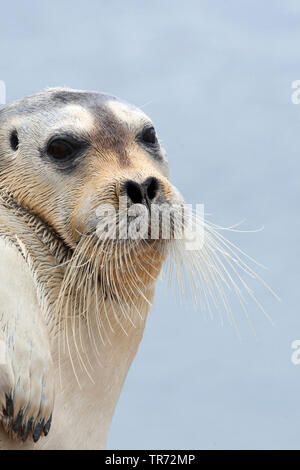 Guarnizione barbuto (Erignathus barbatus), ritratto, Regno Unito, Scozia Foto Stock