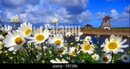 Oxeye daisy, Margherita occhio di bue, bianco-erbaccia, Daisy bianca, cane daisy, Marguerite (crisantemo, leucanthemum Leucanthemum vulgare), fioritura a chanel, windmill in background, Paesi Bassi, Texel Foto Stock