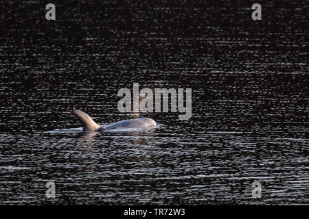 Risso, Dolphin grampus grigio, bianco-guidato grampus (Grampus griseus), nuoto, Regno Unito, Scozia, Isole Shetland Foto Stock