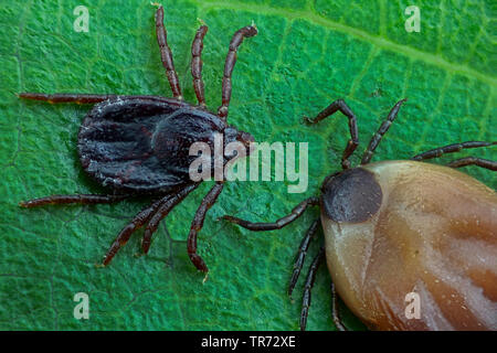 Unione Castor bean tick, Europea Pecore tick (Ixodes ricinus), zecche su una foglia, Germania Foto Stock