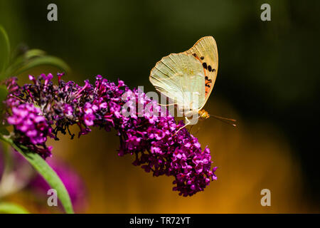 Il cardinale (Argynnis pandora, Pandoriana pandora), su Buddleja, Ungheria, Buekk Parco Nazionale Foto Stock