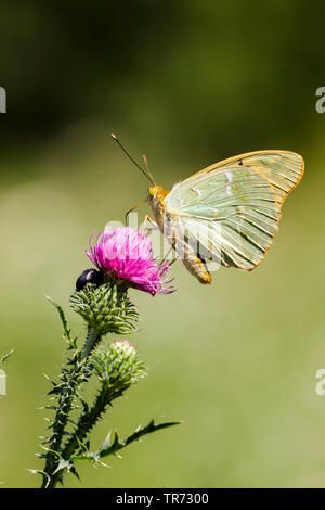 Il cardinale (Argynnis pandora, Pandoriana pandora), su thistle, Ungheria, Buekk Parco Nazionale Foto Stock