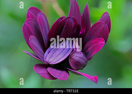 African Daisy, Lavanda African Daisy, Norlindh freeway daisy (Osteospermum ecklonis), infiorescenza Foto Stock