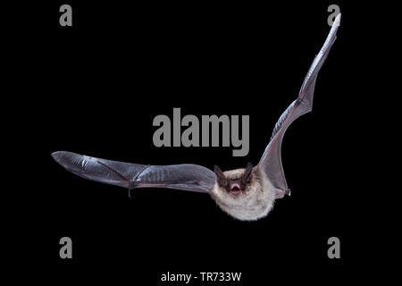 Whiskered bat (Myotis mystacinus), volare di notte, Paesi Bassi Foto Stock