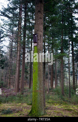Batbox a uno stelo nella foresta, Paesi Bassi Foto Stock