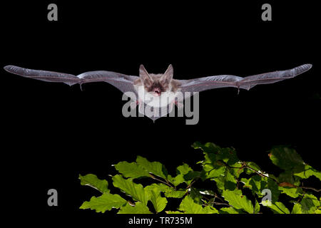 Bechstein bat (Myotis bechsteinii), volare di notte, Francia Foto Stock