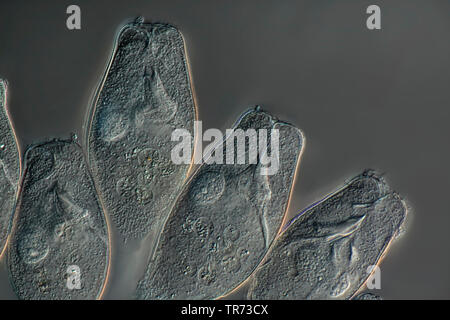 Vorticelle (vorticelle spec.), testa, Nomarski microscopia, Germania Foto Stock