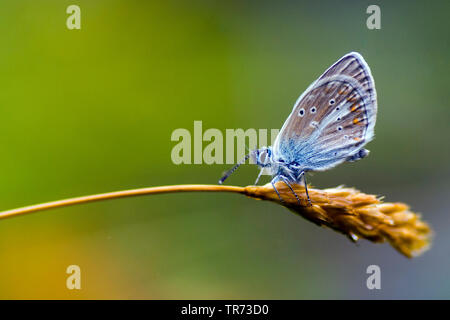 Geranio Argus (Aricia eumedon, Eumedonia eumedon, Plebejus eumedon, Plebeius eumedon, Lycaena eumedon), Italia, Aosta Foto Stock