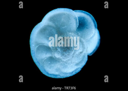 Foraminiferans, forams (Foraminiferida), foram in campo oscuro, Germania Foto Stock
