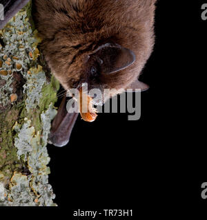 Comune (pipistrelle Pipistrellus pipistrellus), appeso a capofitto con la preda in bocca a un lichened tronco di albero, Paesi Bassi Foto Stock