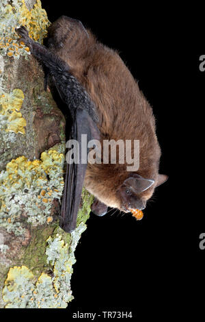 Comune (pipistrelle Pipistrellus pipistrellus), appeso a capofitto con la preda in bocca a un lichened tronco di albero, Paesi Bassi Foto Stock