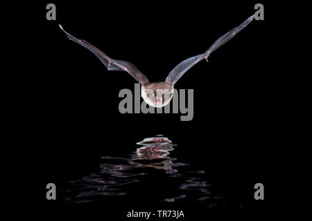 Daubenton bat (Myotis daubentoni, Myotis daubentonii), la caccia di notte in corrispondenza della superficie dell'acqua, Paesi Bassi Foto Stock