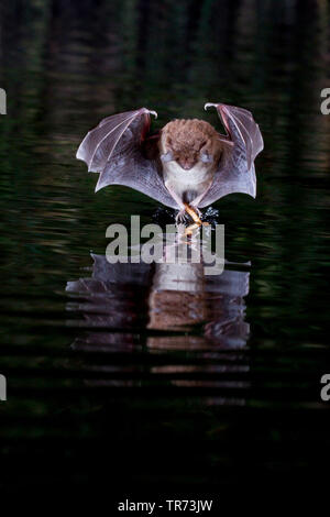 Daubenton bat (Myotis daubentoni, Myotis daubentonii), la caccia di notte in corrispondenza della superficie dell'acqua, mirando a un insetto, Paesi Bassi Foto Stock