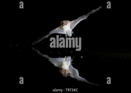 Daubenton bat (Myotis daubentoni, Myotis daubentonii), la caccia di notte in corrispondenza della superficie dell'acqua, Paesi Bassi Foto Stock