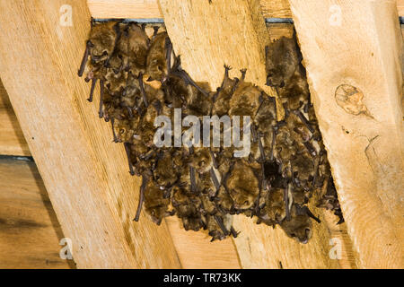 Geoffroy bat (Myotis emarginata, Myotis emarginatus), colonia su un tetto a capriate, Belgio Foto Stock