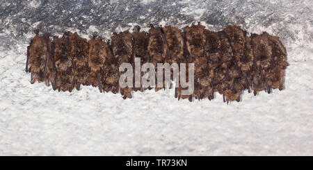 Geoffroy bat (Myotis emarginata, Myotis emarginatus), Colonia in una grotta a soffitto, Francia Foto Stock