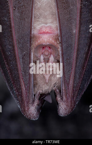 Ferro di cavallo maggiore bat (Rhinolophus ferrumequinum), pendenti, ritratto, Francia Foto Stock