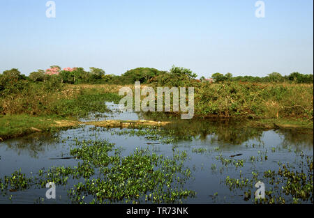 Transpantaneira, Pantanal, Brasile, Pantanal Foto Stock