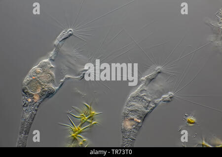 I rotiferi (Collotheca spec.), sulle alghe filamentose, Differential Interference Contrast microscopia, x 100, Germania Foto Stock