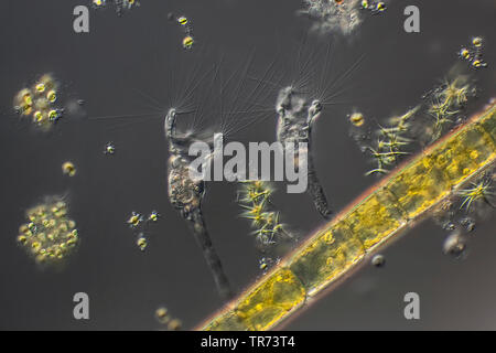 I rotiferi (Collotheca spec.), sulle alghe filamentose, Differential Interference Contrast microscopia, x 80, GERMANIA Foto Stock