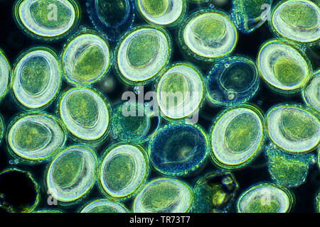 Lily (Lilium spec.), il polline di un giglio, un microscopio a contrasto di fase, x 100, Germania Foto Stock