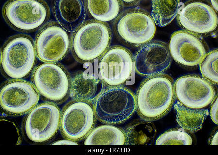 Lily (Lilium spec.), il polline di un giglio, un microscopio a contrasto di fase, x 100, Germania Foto Stock