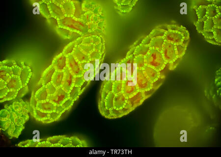 Lily (Lilium spec.), il polline di un giglio, a contrasto di fase, x 120, Germania Foto Stock