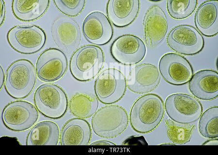 Lily (Lilium spec.), il polline di un giglio, un microscopio a contrasto di fase, x 100, Germania Foto Stock